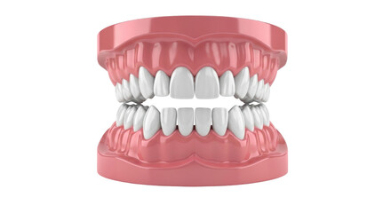 Isolated Dental Model Upper and Lower Jaws for Dentistry Study, Prosthetics, and Education