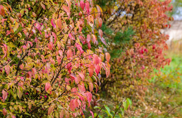 Natural autumn forest background with winged euonymus with lilac leaves.
