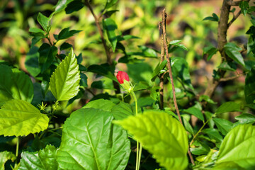 Vibrant hibiscus bud ready to bloom amidst lush green foliage in a tropical garden, a symbol of hope and new beginnings, perfect for nature-themed projects