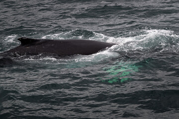 Fototapeta premium The humpback whale raises its fin gracefully above Iceland’s icy waters.