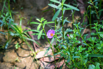 Delicate purple moss rose blooms in a lush green garden, adding a touch of vibrant color and natural beauty to any design with its refreshing aesthetic