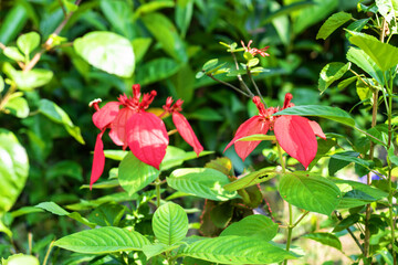 Discover vibrant red mussaenda erythrophylla flowers blooming in lush green foliage, bringing a touch of tropical elegance to your botanical collection © Omar
