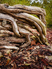 Fototapeta premium tangled dead trees