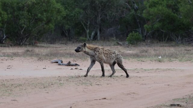  A Spotted hyena walking across the road