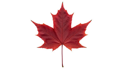 Isolated red maple leaf in autumn, botanical vibrant nature symbol, canada icon, season