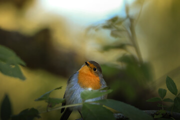 Rouge-gorge (robin) pensif