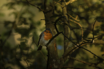 Robin dans l'arbre (rouge-gorge) au lever du soleil