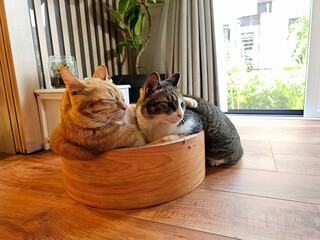 An orange tabby cat and a striped tabby cat cuddle together in a wooden cat bed by the window, enjoying the peaceful daylight in a cozy Japanese home interior.