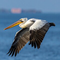 A majestic pelican soars gracefully through the open sky, its wings spread