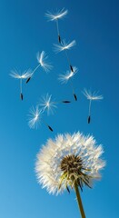 Obraz premium Dandelion seeds flying in the sky