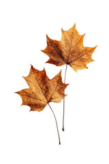 Two detached, browned maple leaves on a black background, showing intricate vein details