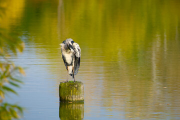 Grey heron preening feathers on wooden post with autumn-colored water reflections