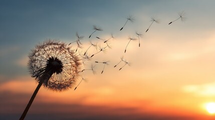 Fototapeta premium Dandelion seed head releasing seeds against an orange and blue sunset sky