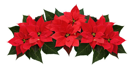 Red poinsettia flowers in a Christmas waved arrangement isolated on white or transparent background. Holiday garland.