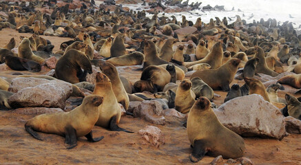 colony of seals