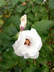 white rose in the garden
