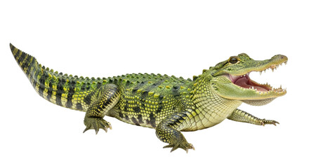 Isolated Caiman with an Open Mouth, a Predatory Reptile from South American Jungles