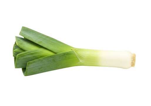 Isolated raw leek vegetable, whole fresh cooking ingredient for delicious food preparation