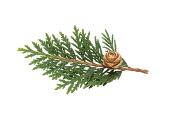 Isolated Cypress leaf and cone for herbal or medicinal use in aromatherapy, botanicals