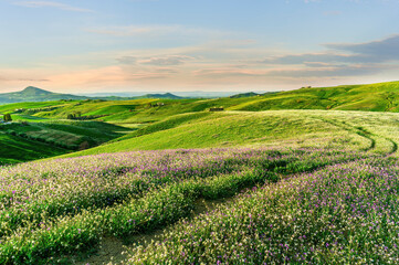 Spring meadow road leading to green flowering hills. Rustic andscape with beautiful green grassland. Nature landscape for concept and design.