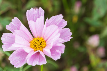 秋の草原に咲く淡いピンクのコスモスの花