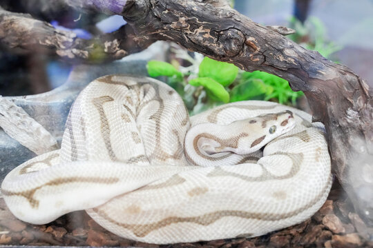 A ball python coiled on a wooden branch, its smooth scales glistening under soft light. The snake exhibits the typical defensive ball shape, showcasing beautiful patterns and coloration that make