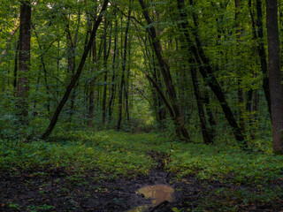 Atmospheric green forest in summer. Lush foliage on trees in the morning woods. Magical landscape.