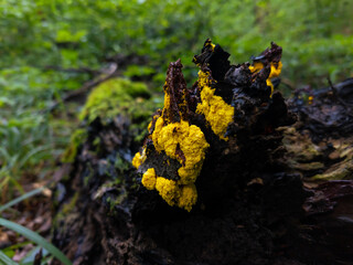 Fuligo septica on an old stump in the forest. Yellow slime on rotten wood. Strange organism.