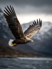 A powerful eagle soars majestically through cloudy mountain skies its wings spread wide showcasing intense focus