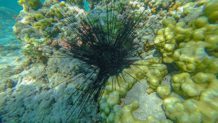 Long Spined Sea Urchin on Coral Reef at Hermitage Beach in Reunion