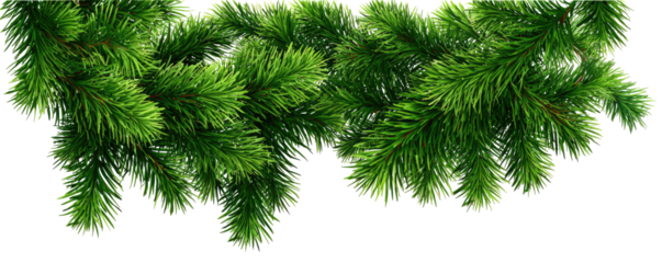 A detailed close-up of realistic, green, leafy pine branches isolated on black