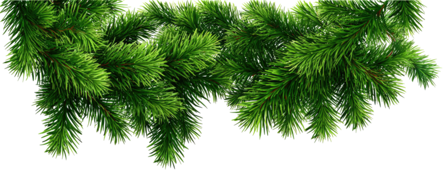 A detailed close-up of realistic, green, leafy pine branches isolated on black