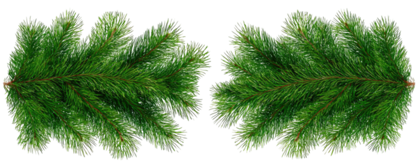 Two symmetrical, detailed images of green, leafy sprigs set against a solid, black background