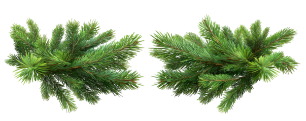 A symmetrical arrangement of evergreen branches, rich green needles against a black backdrop