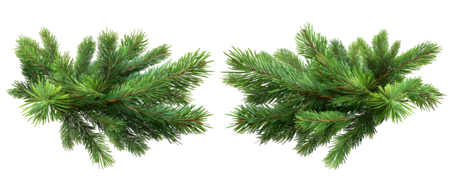 A symmetrical arrangement of evergreen branches, rich green needles against a black backdrop