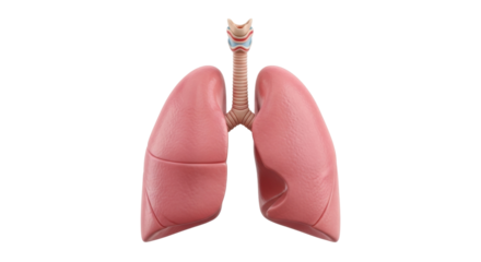 Isolated Lungs, Trachea and Bronchial Tree Illustration for Medical Diagrams Anatomy Organs