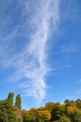 Autumn forest. Golden trees. Green fields and colorful trees in the forest. Beautiful natural landscape