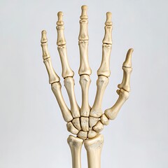 Human hand bones isolated on white background for medical study and anatomy