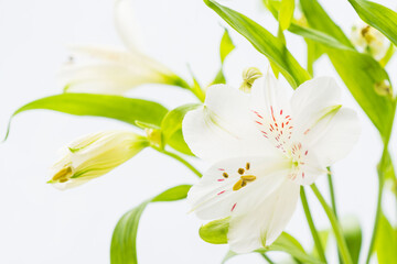 Fototapeta premium アルストロメリアの白い花を白背景で撮影14