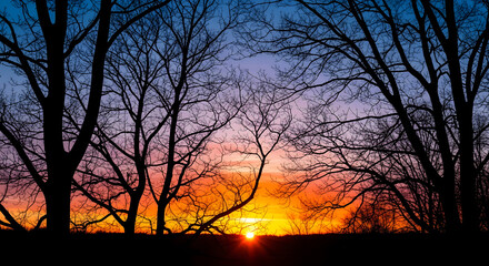 Sunrise Light Through Tree Silhouettes, Abstract Representation of Hope