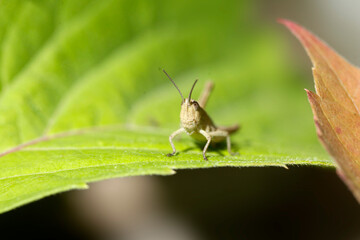 Green grasshoper sitting on leaf