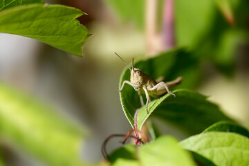Green grasshoper sitting on leaf