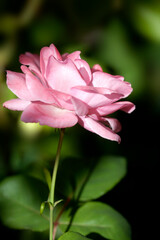 Pink rose in summer garden
