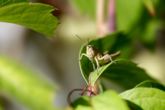 Green grasshoper sitting on leaf