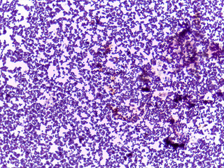 Microscopic view of biological cells in purple