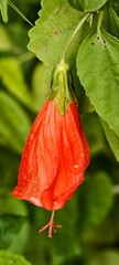 Partially closed red Malvaviscus flower, showcasing water droplets clinging to the petals and staminal column against a soft-focus green background.