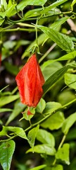 Partially closed red Malvaviscus flower, showcasing water droplets clinging to the petals and staminal column against a soft-focus green background.