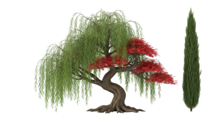 Isolated Oriental garden trees a weeping willow and upright cypress tree plant, ornamental
