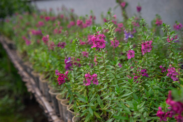 Close-up of a row of flowers, with blurred front and back, placed in a dome with a bamboo table as a shelf.
