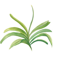 Watercolor illustration of a purple orchid flower with green leaves, hand-painted in realistic botanical style. Perfect for floral prints, packaging, textiles, cards, and natural design projects.